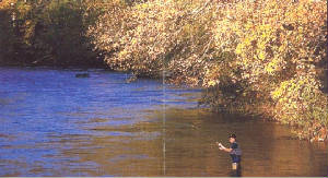 fly fishing in the New River - south fork - Todd 